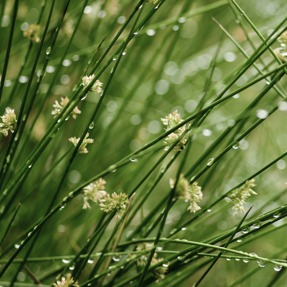 Plante aquatique Juncus effusus - Jonc des chaisiers
