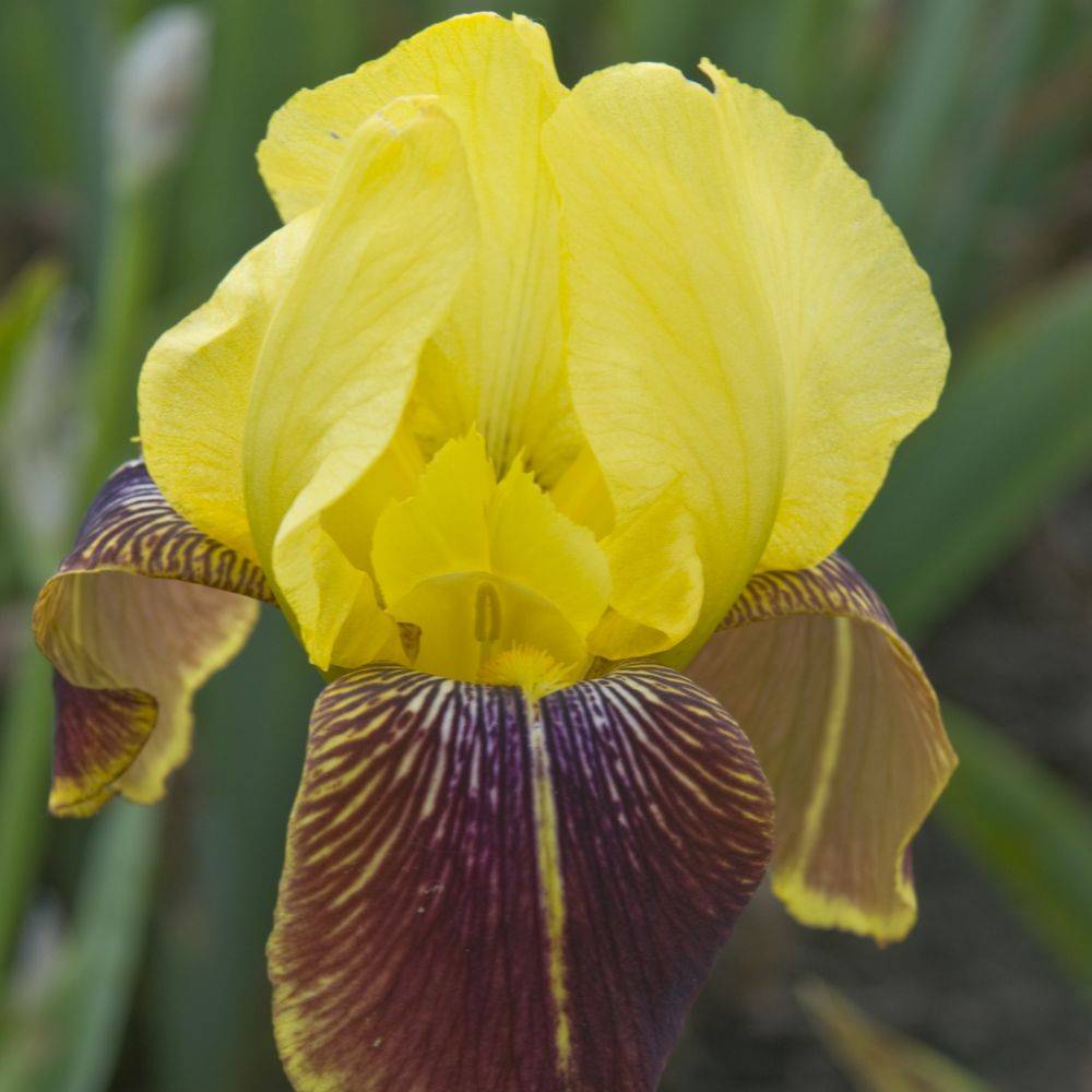 Iris des jardins jaune sepale bronze lot de 3