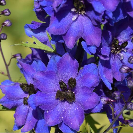 Delphinium hybride giant pacific black night lot de 3 - Image 2