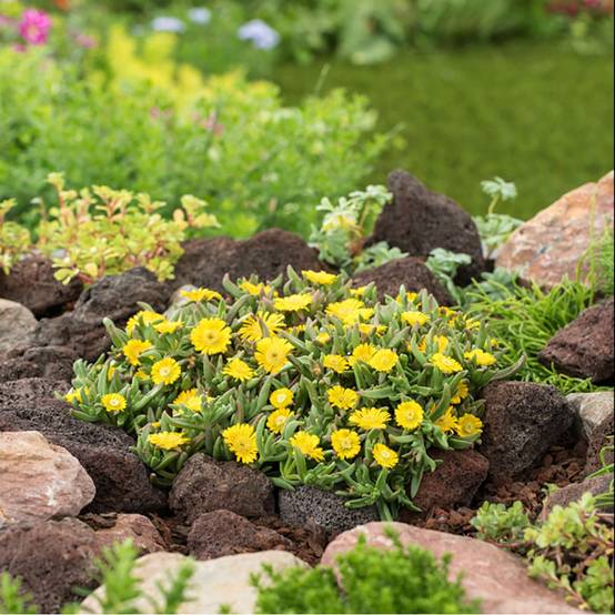 Delosperma WoW Golden Wonder ® - Image 3