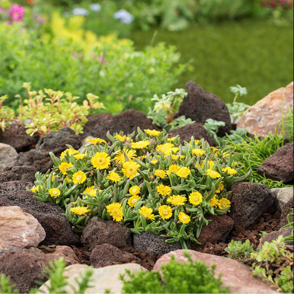 Delosperma WoW Golden Wonder ® - Image 3