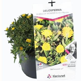 Delosperma WoW Golden Wonder ®