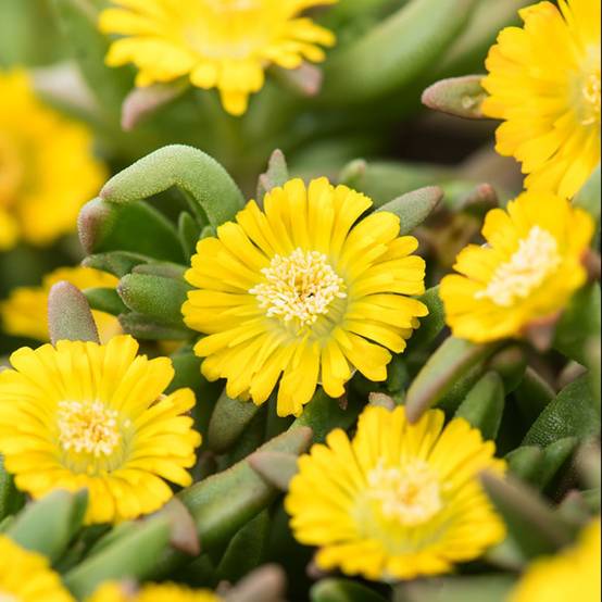 Delosperma WoW Golden Wonder ® - Image 2