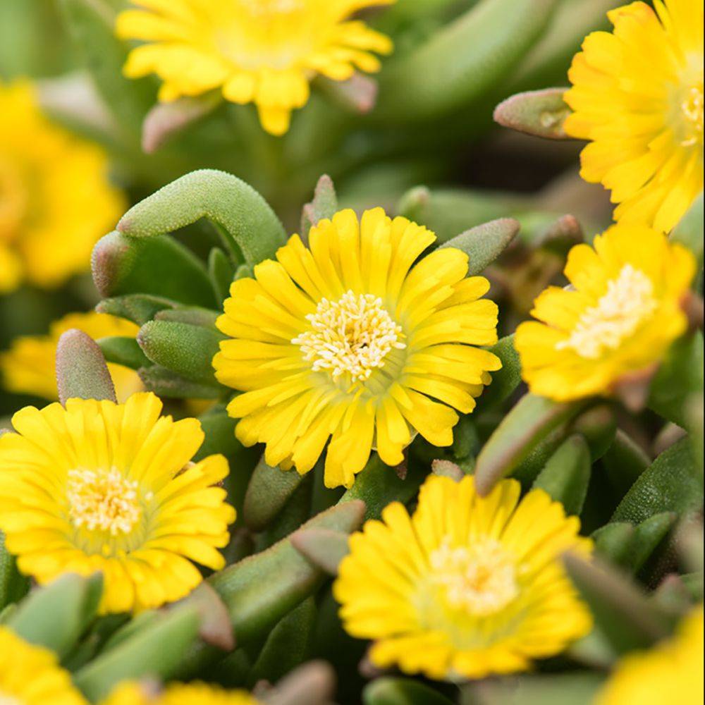 Delosperma WoW Golden Wonder ® - Image 2