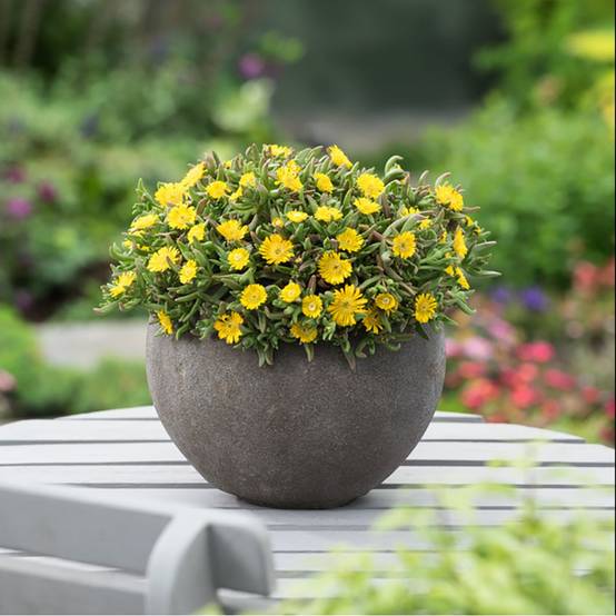 Delosperma WoW Golden Wonder ® - Image 4