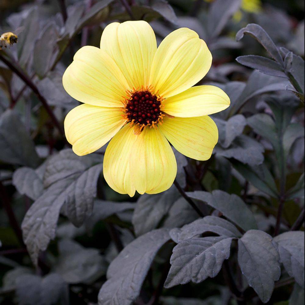 Dahlia Mystic® Illusion