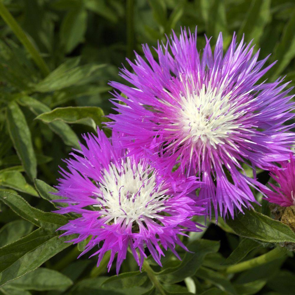 Centaurea dealbata steenbergii