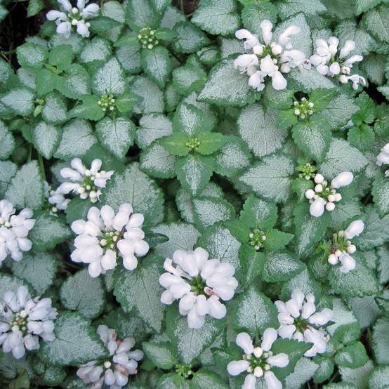 Lamium maculatum white nancy lot de 3