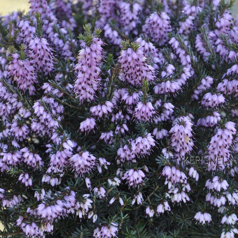 ERICA darleyensis 'Spring Surprise' en pot de 2 litres
