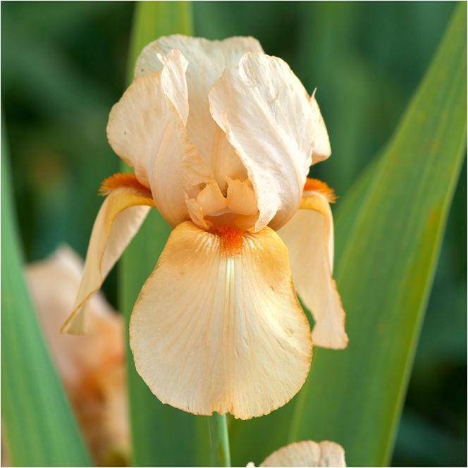Iris germanica françois debat lot de 3