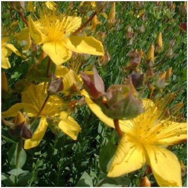 Hypericum olympicum