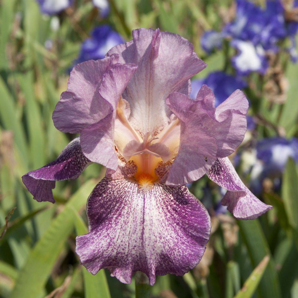 Iris des jardins rose strié blanc