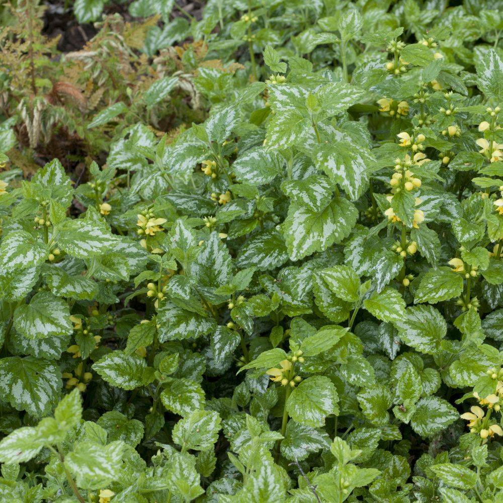 Lamiastrum galeobdolon florentinum - Image 1