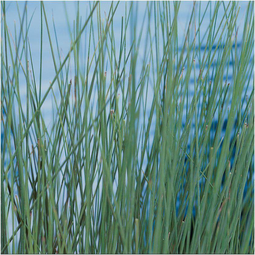 Plante aquatique Juncus inflexus - Jonc glauque - Image 2