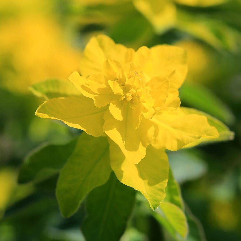 Euphorbe polychroma - Image 3