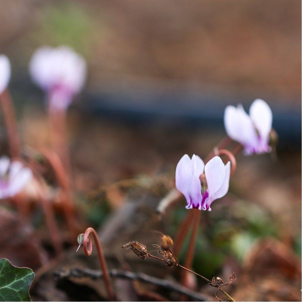 Cyclamen neapolitanum alba - Image 3