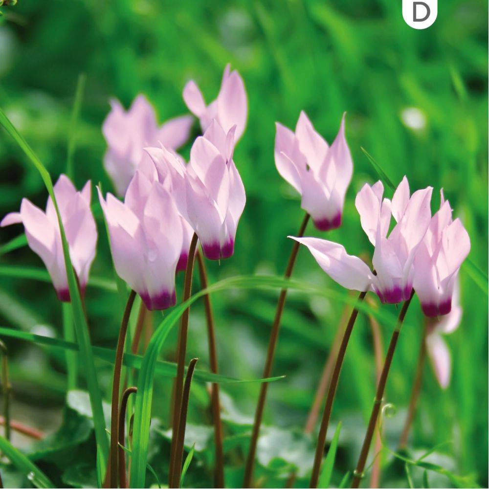 Cyclamen neapolitanum alba - Image 4