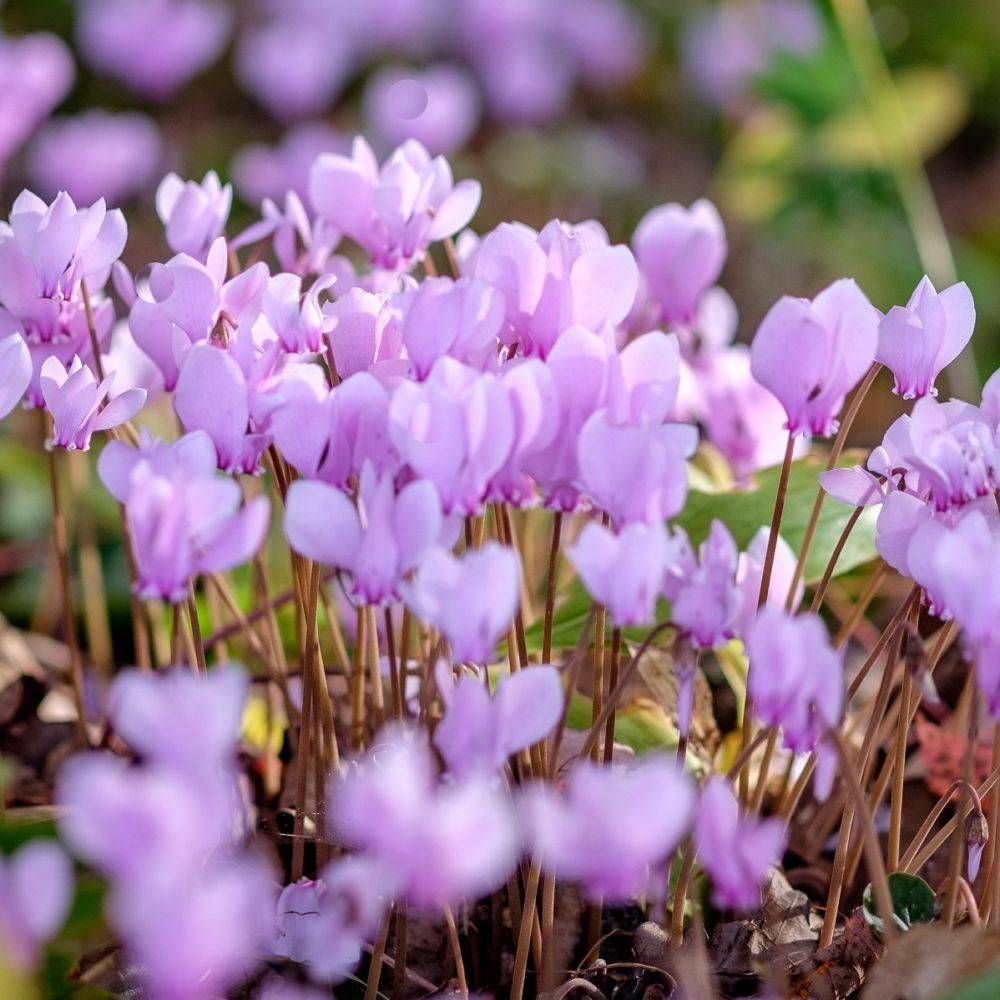 Cyclamen neapolitanum alba