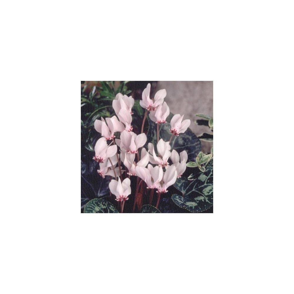 Cyclamen neapolitanum alba - Image 5