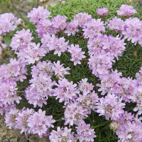 Gazon d'Espagne rose caespitosa lot de 3 - Image 1
