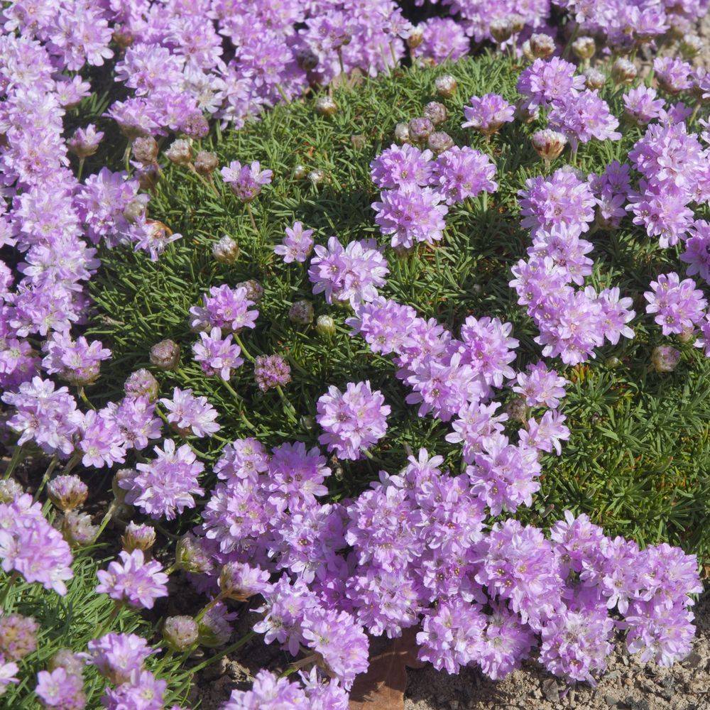 Gazon d'Espagne rose caespitosa lot de 3 - Image 2
