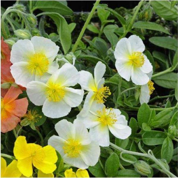 Heliantheme blanc lot de 3