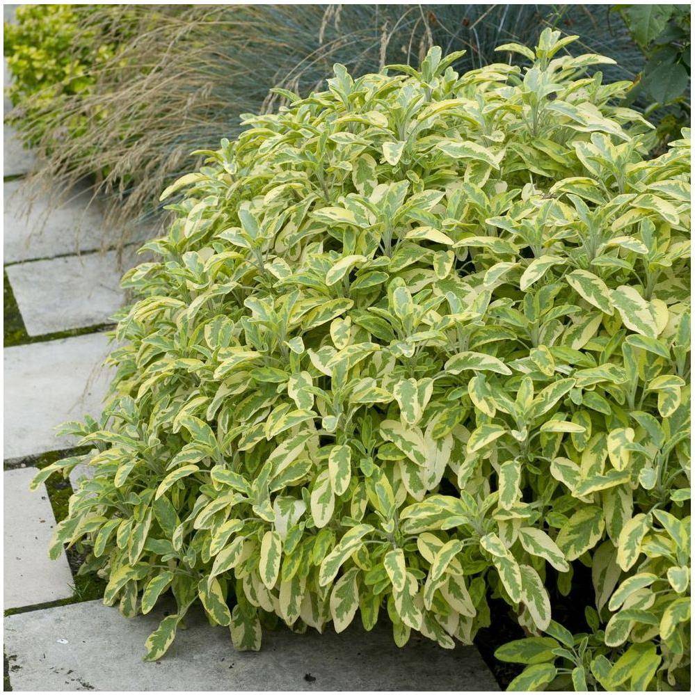 Sauge officinale dorée - Image 1
