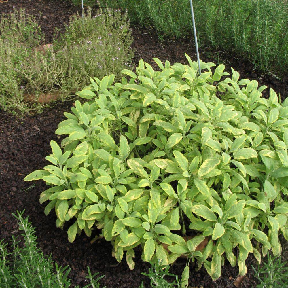 Sauge officinale dorée - Image 2