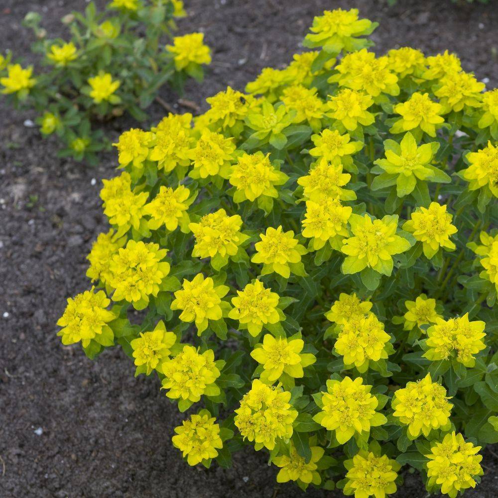 Euphorbe polychroma - Image 4