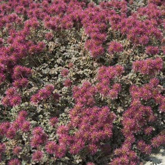 Acaena microphylla kupferteppich - Image 2