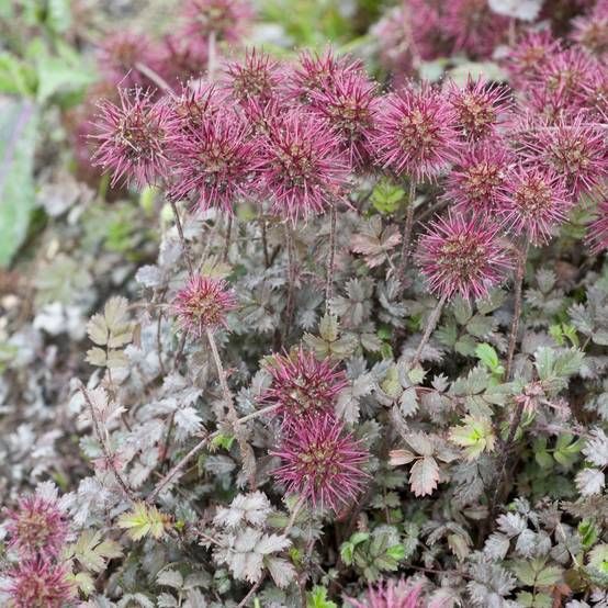 Acaena microphylla kupferteppich - Image 1