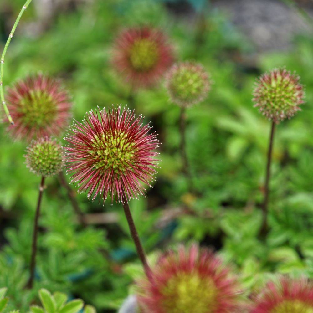 Acaena microphylla kupferteppich - Image 3