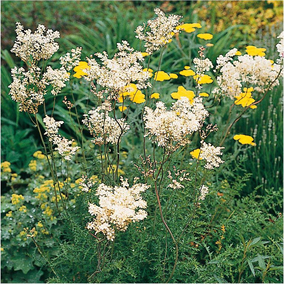 Filipendule vulgaire blanche