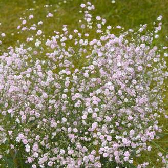 Gypsophila paniculata flamingo