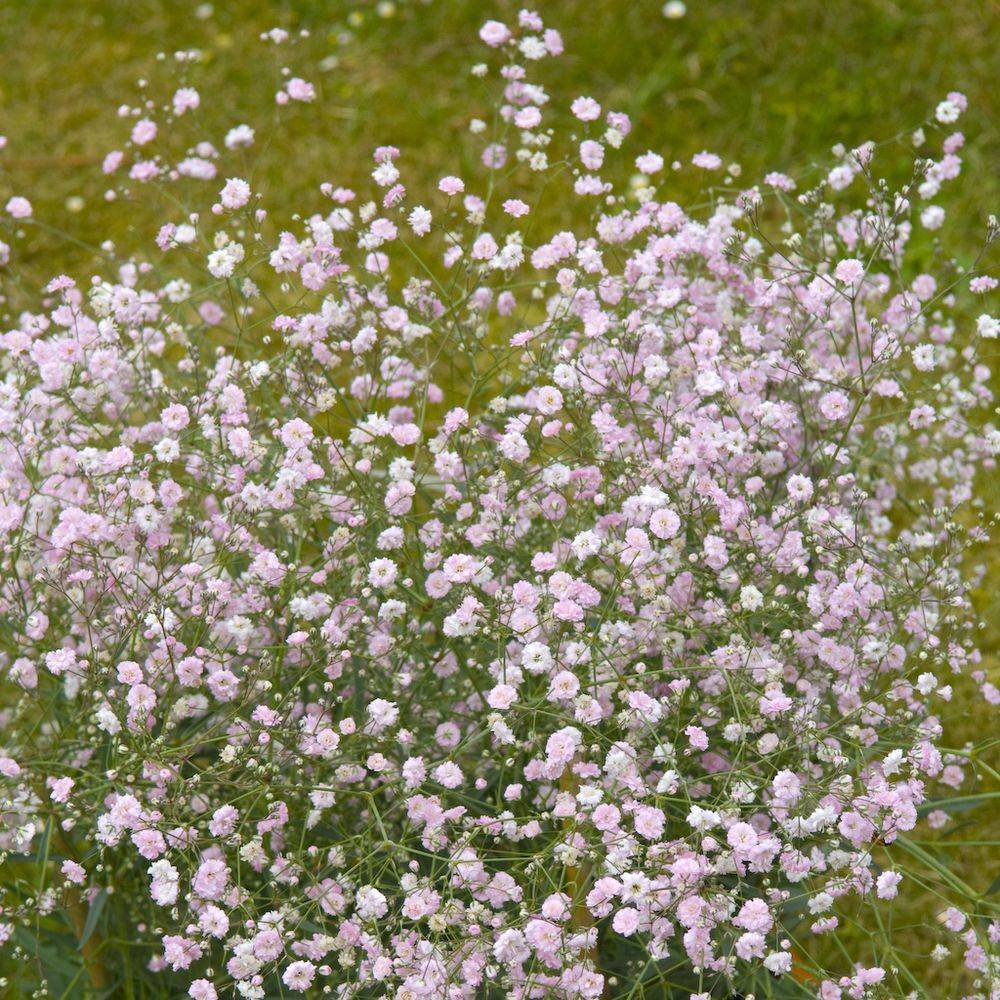 Gypsophila paniculata flamingo
