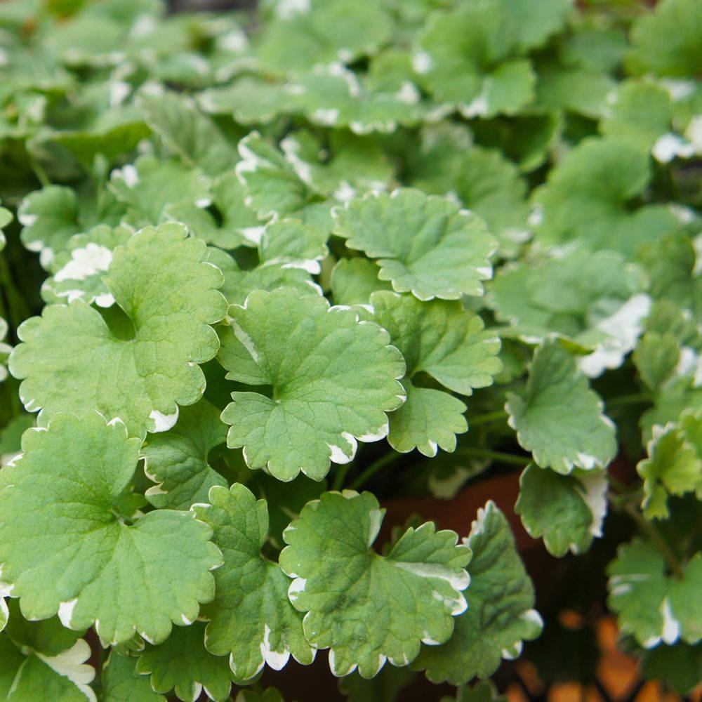 Glechoma hederacea Variegata