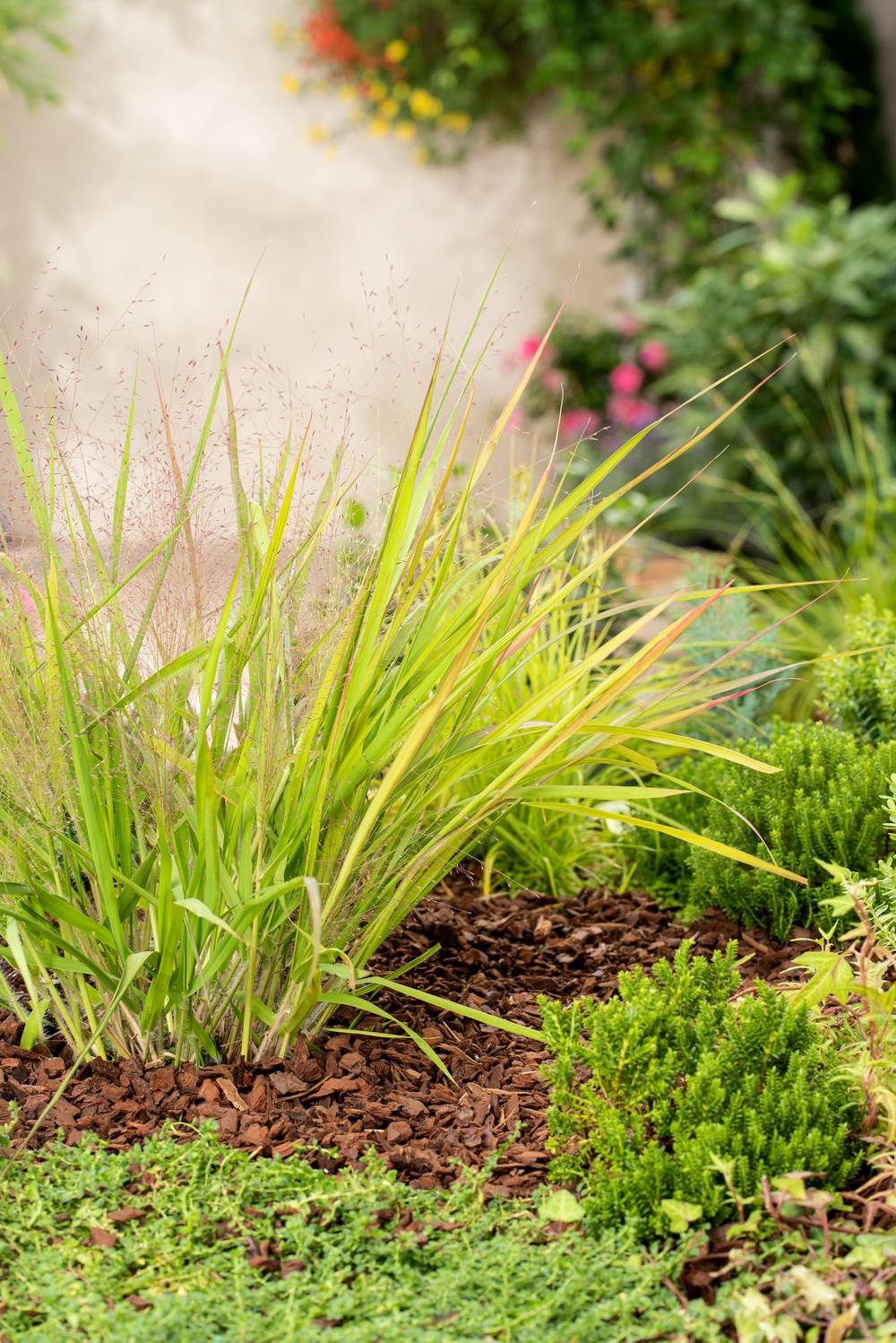 Eragrostis spectabilis - Graminée  pourpre