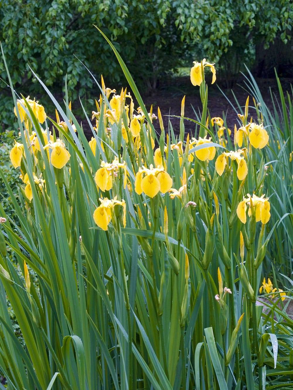 Iris pseudacorus - Iris des marais