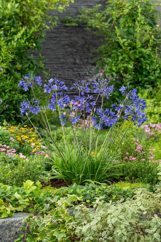 AGAPANTHUS 'Lapis Lazuli' en pot de 3 litres