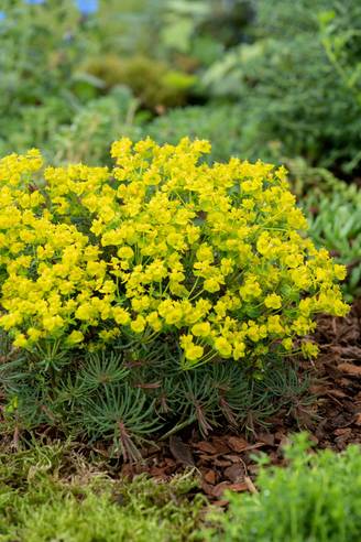 Euphorbia cyparissias 'Clarice Howard' - Euphorbe vivace