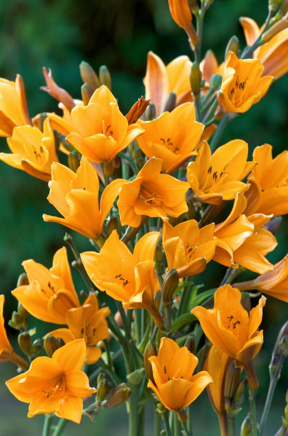 Hemerocallis 'Corky' - Hémerocalle (Lys d'un jour)
