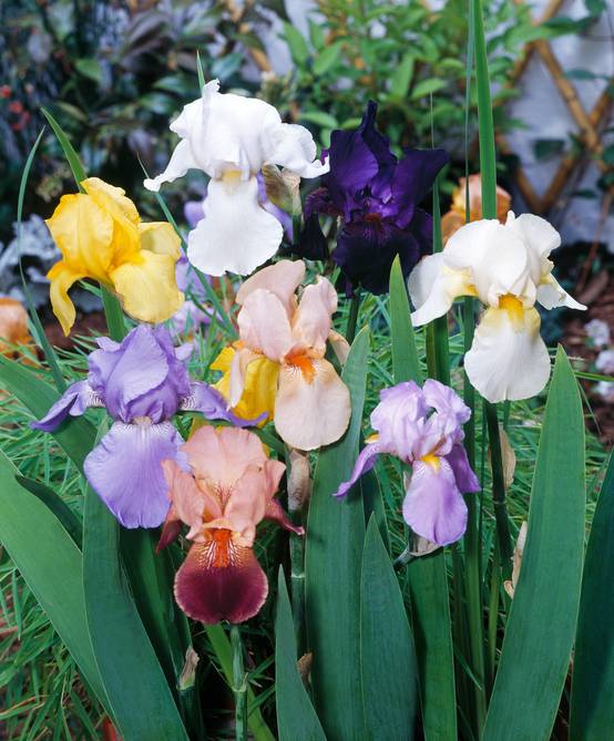 Iris germanica 'Rajah Brooke' - Iris des jardins