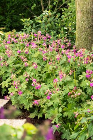 Géranium vivace macrorrhizum Ingwersen's Variety