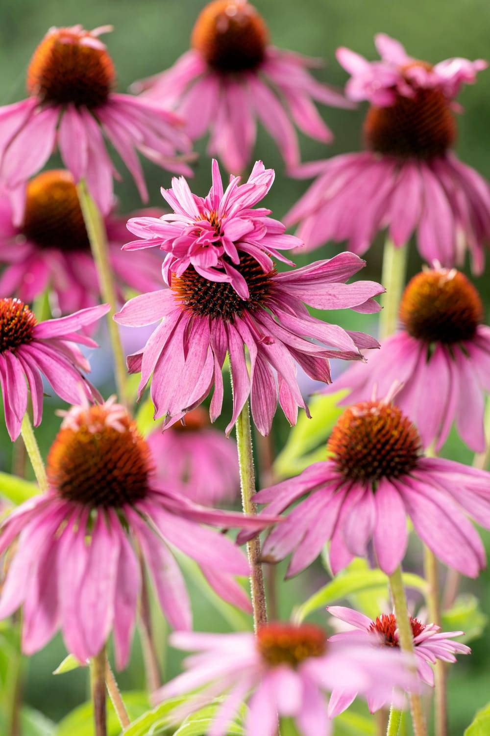 Echinacea purpurea 'Double Decker'