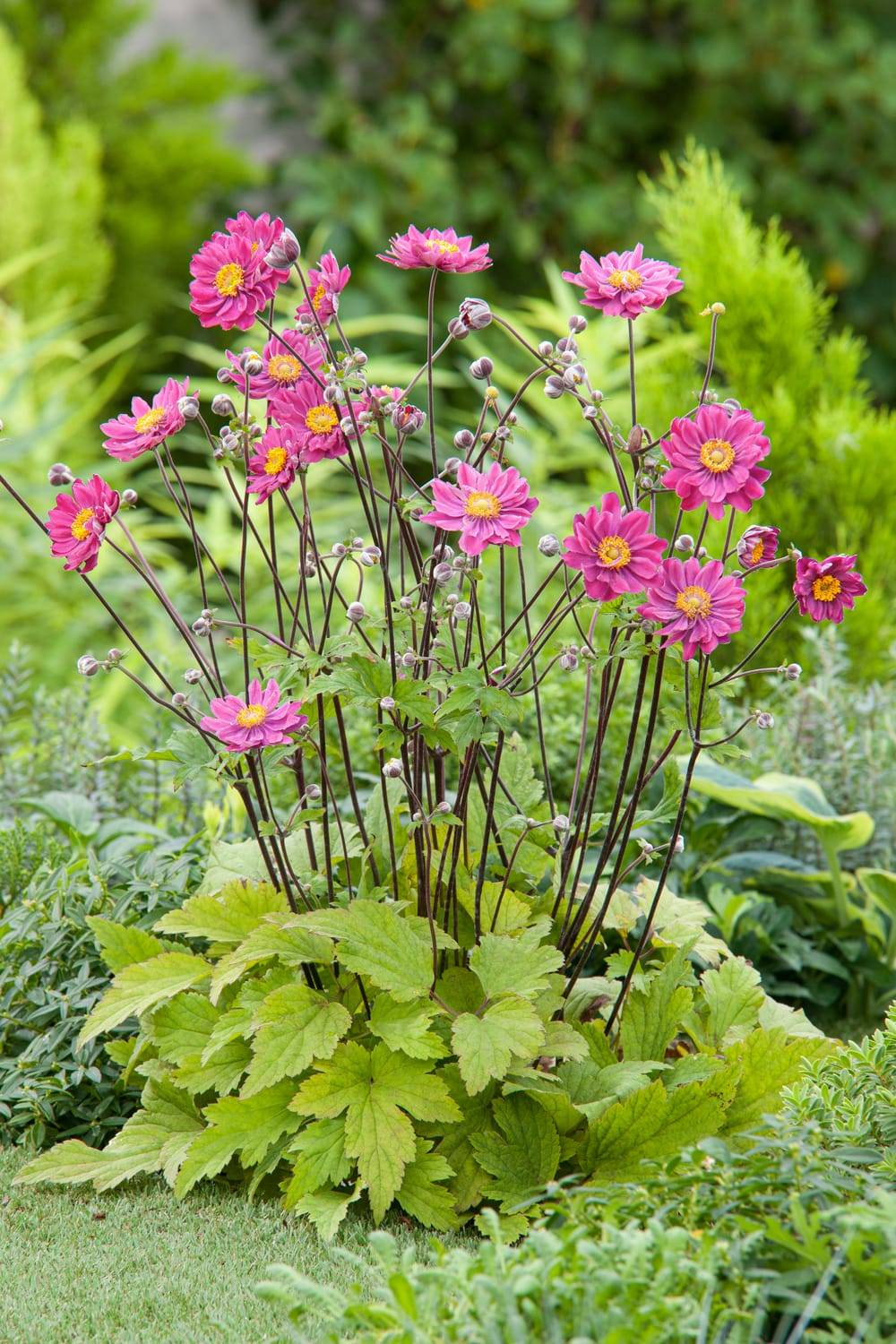 Anemone du japon semi double rose fonce lot de 3