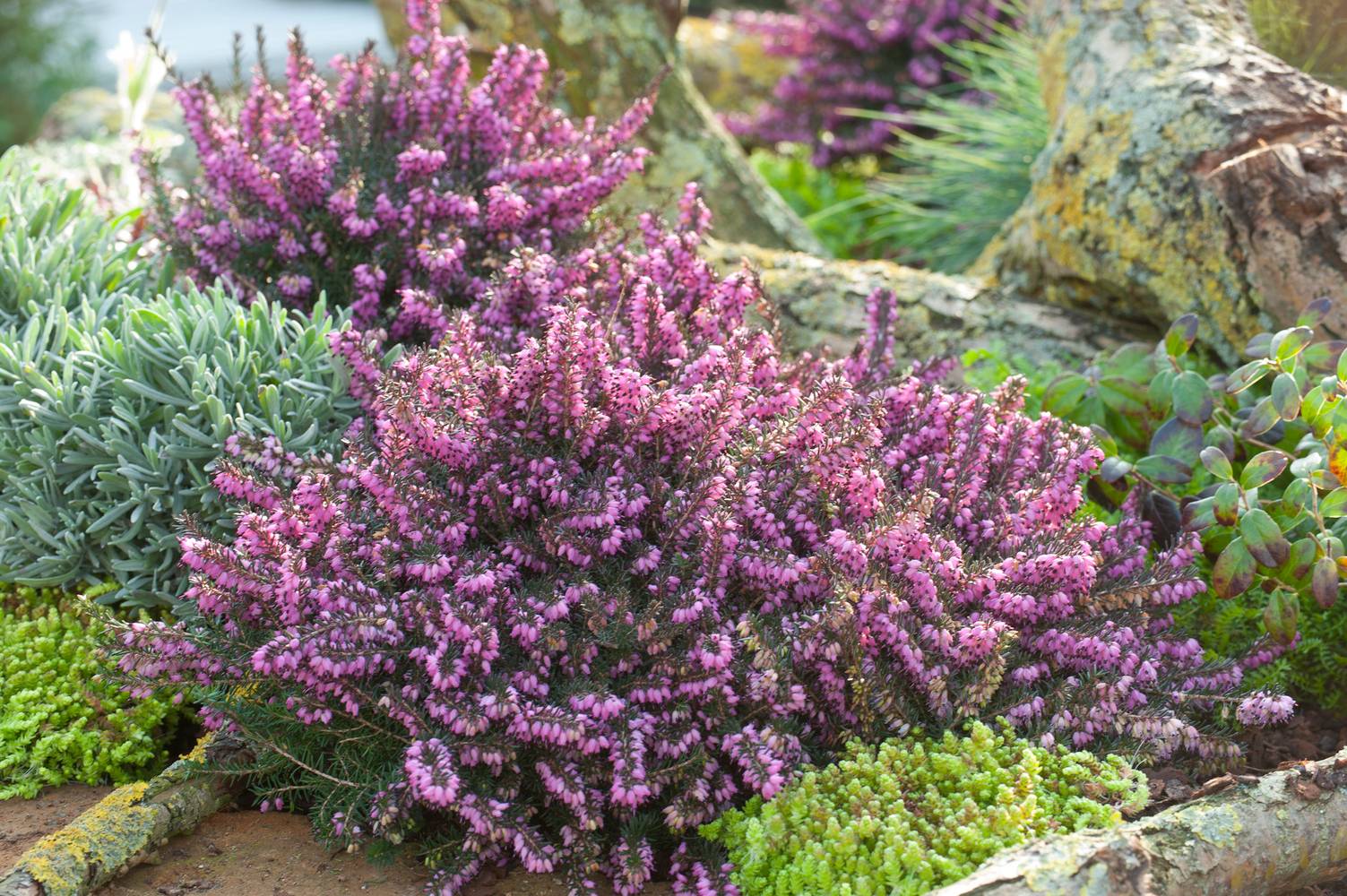 ERICA darleyensis 'Kramer's Rote' 15/20 C1L