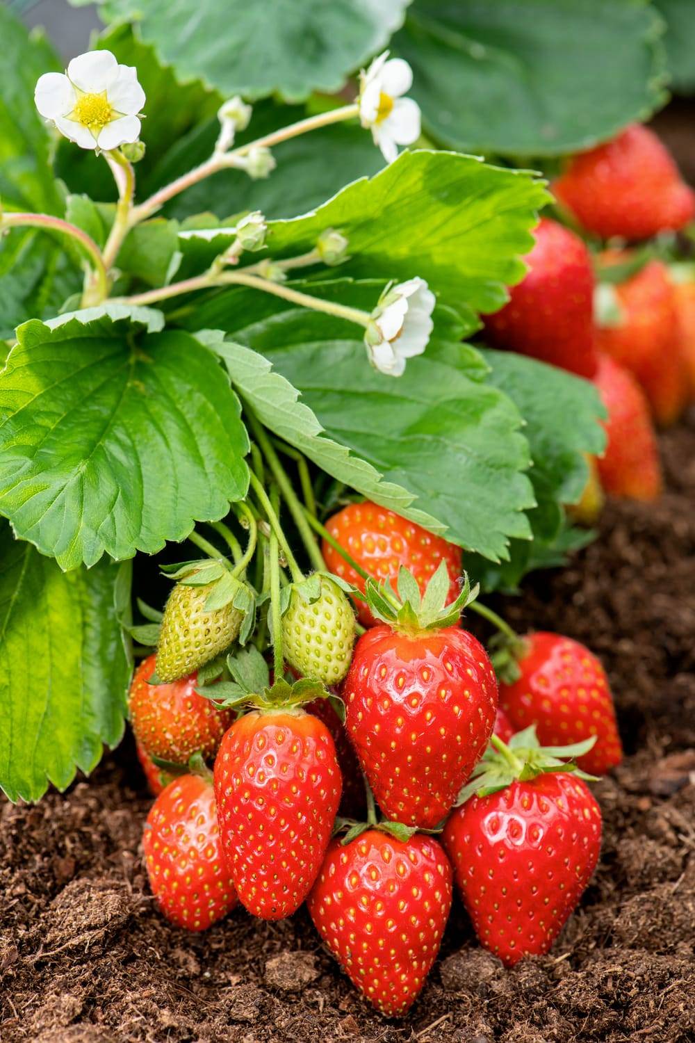 Fraisier 'Mignonette'