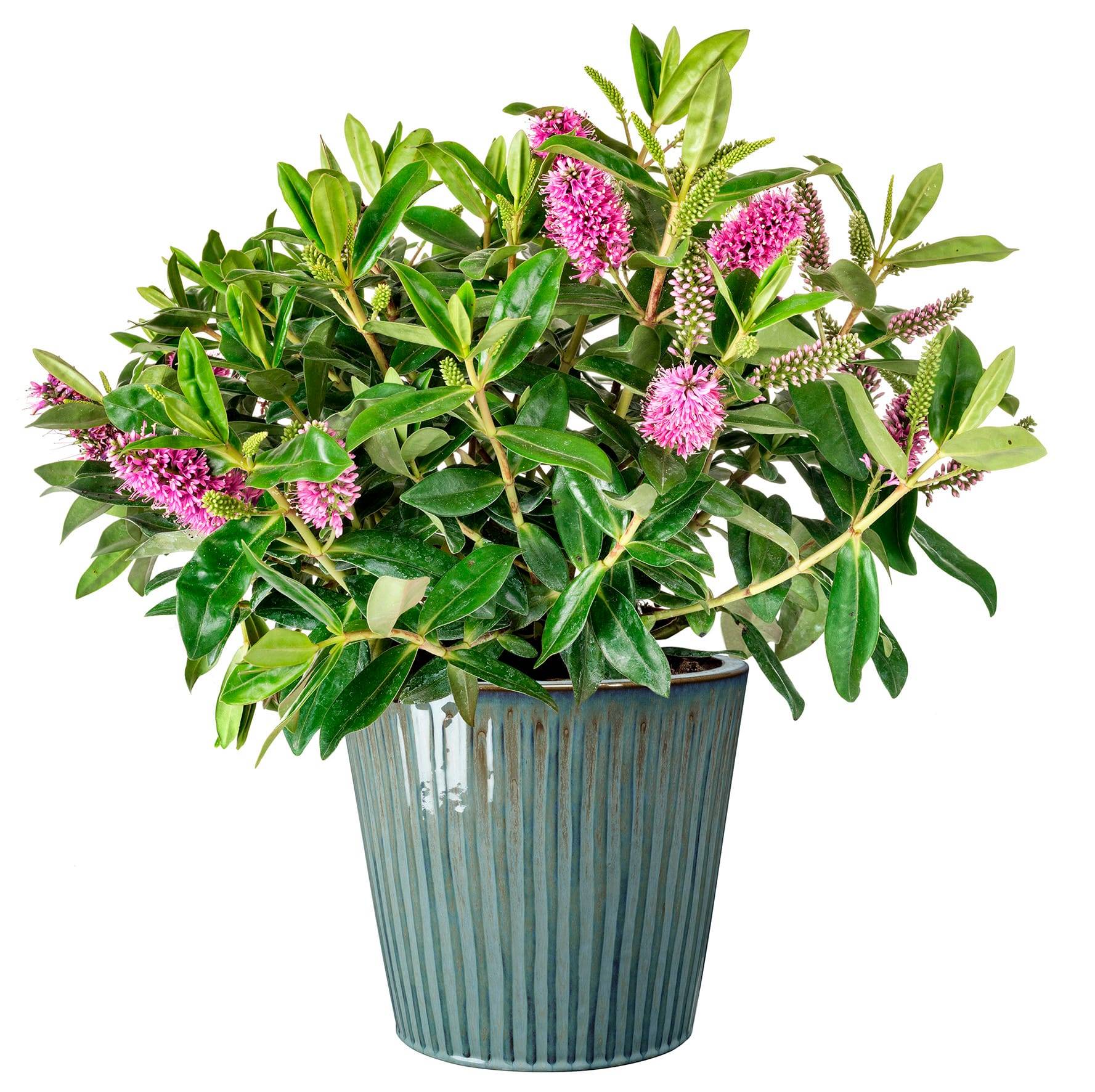 Ecloz - Pot émaillé Atlantique 28cm plusieurs coloris - ECLOZ - Image 6