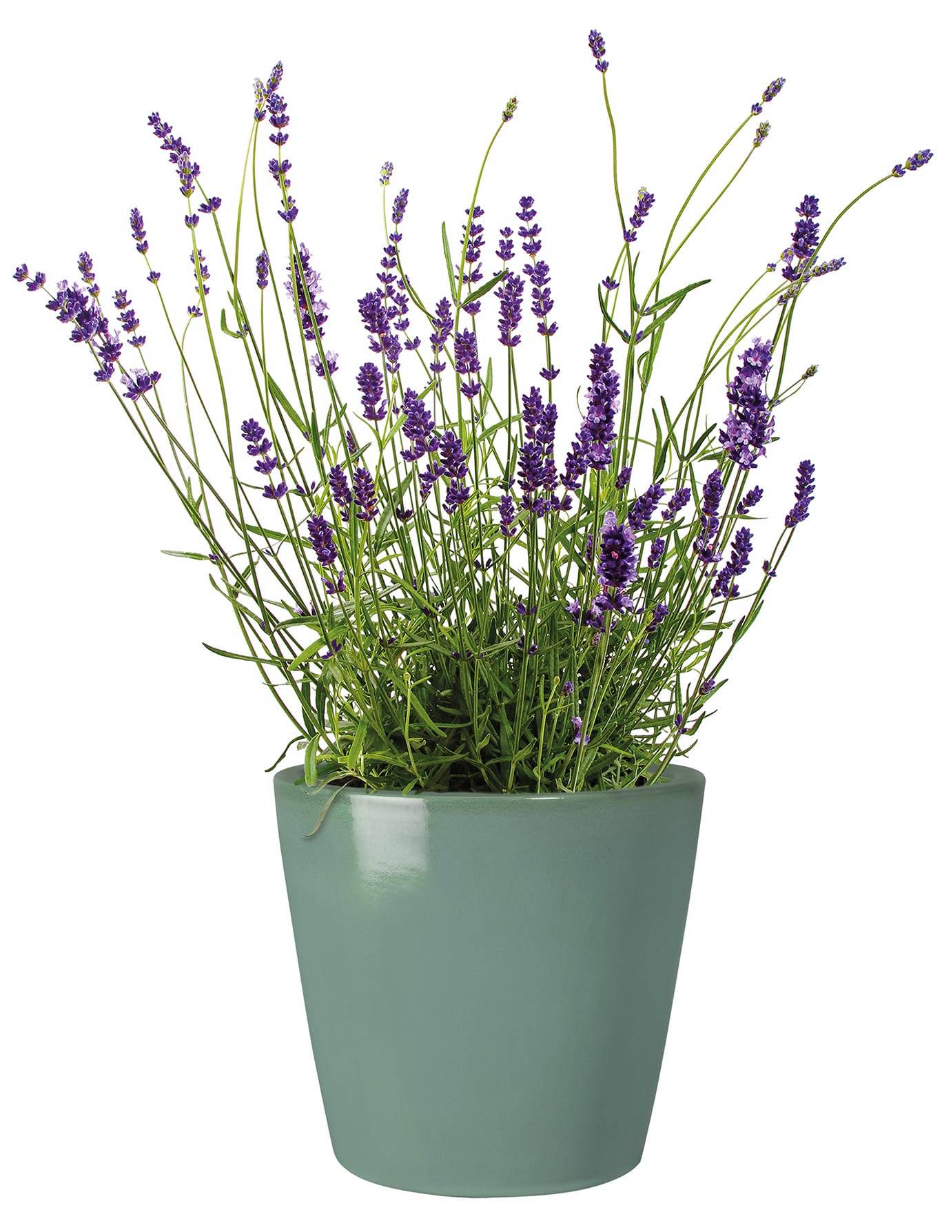 Ecloz - Pot émaillé Bahia 22 cm - plusieurs coloris - ECLOZ - Image 7