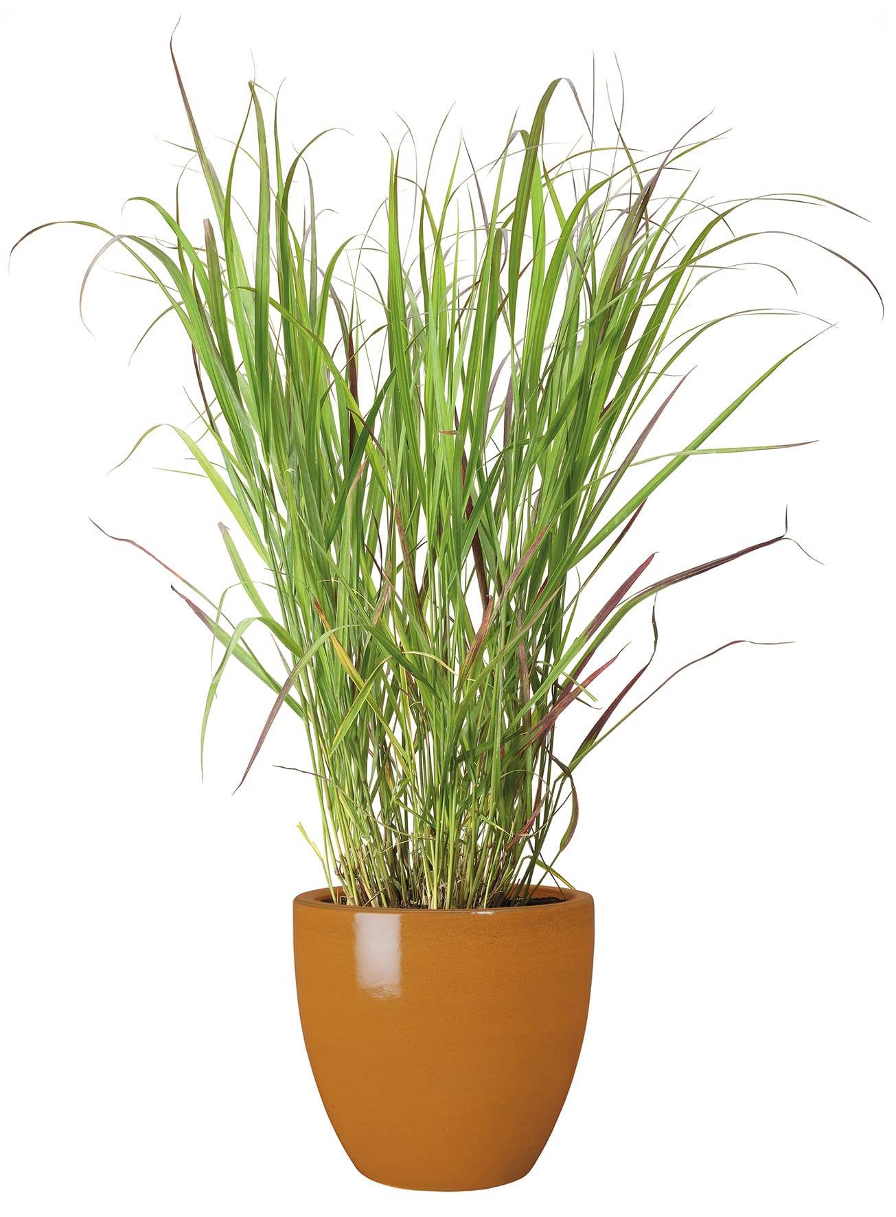 Ecloz - Pot émaillé Bahia 22 cm - plusieurs coloris - ECLOZ - Image 2
